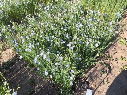 Click for 1 image(s) for this accession.